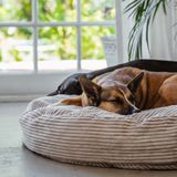 Platinum PupSak Dog Bed Small (65cm) with two dogs sleeping