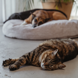 Platinum PupSak Dog Bed Small (65cm) with dogs and a cat