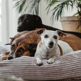 Platinum PupSak Dog Bed X-Large (120cm) with a Jack Russell and friends