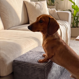 Dachshund on a Charcoal PupStep 2-Step next to a couch