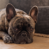 French bulldog lying in front of a Charcoal PupStep 2-Step