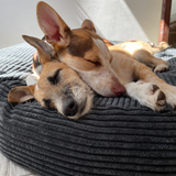 Charcoal PupSak Dog Bed Large (100cm) with two dogs sleeping