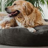 Charcoal PupSak Dog Bed Small (65cm) with a golden retriever