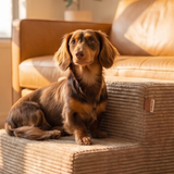 Long-haired dachshund sitting on a Khaki PupStep 2-Step by a couch