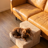 Dachshund resting on a Khaki PupStep 2-Step next to a leather couch
